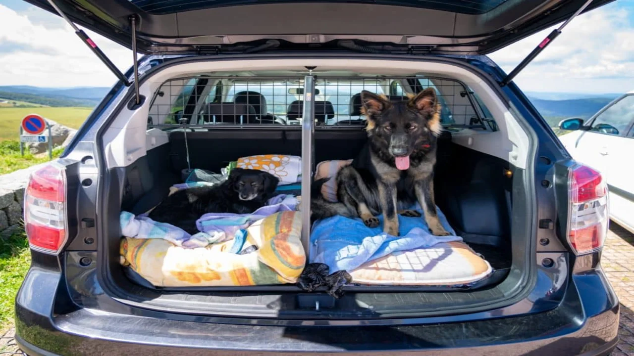 Traveling With Dogs In The Car Safely 2024